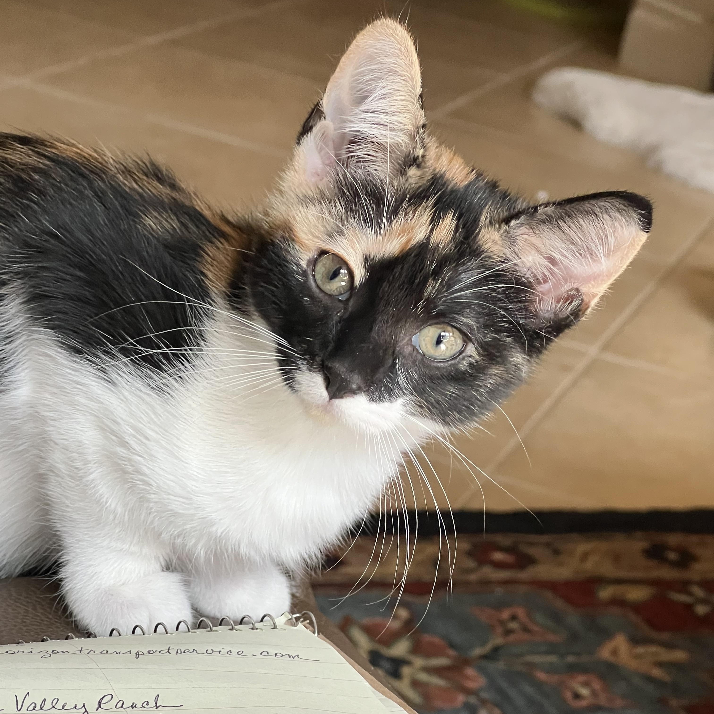 Enlarge Lucy, a Adoptable Domestic Short Hair in Huffman, TX image 3/3