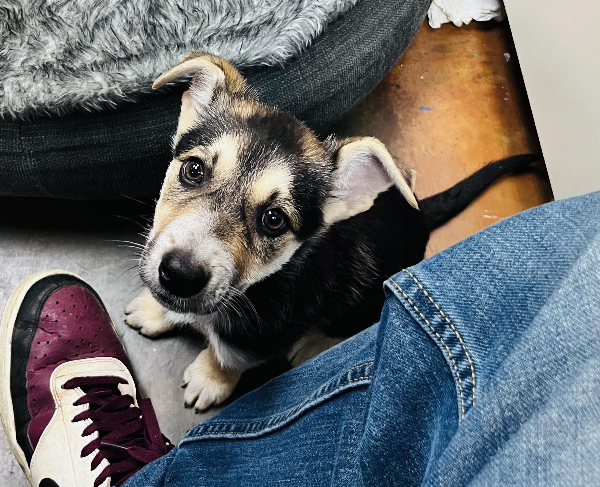 Jessica, Adoptable, Puppy Female German Shepherd Dog.