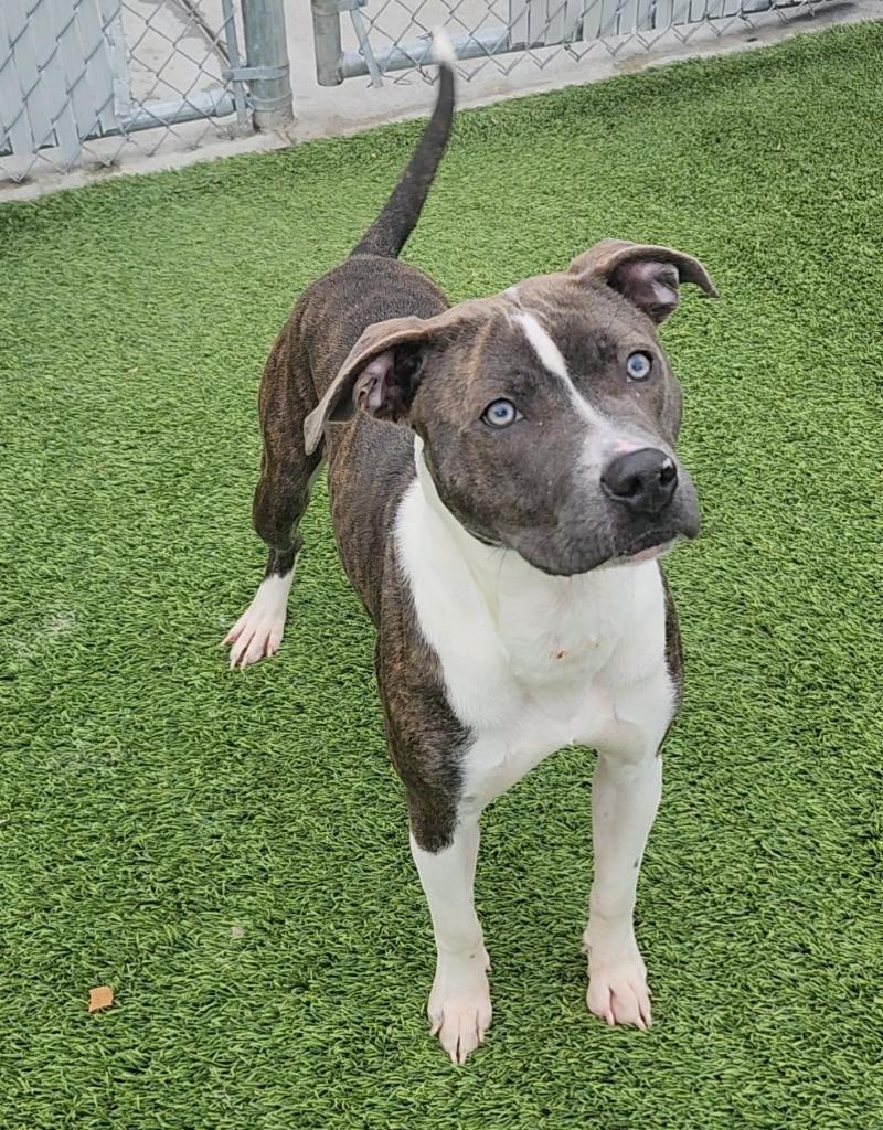 Zazzy, ADOPTABLE, Young Female Pit Bull Terrier.