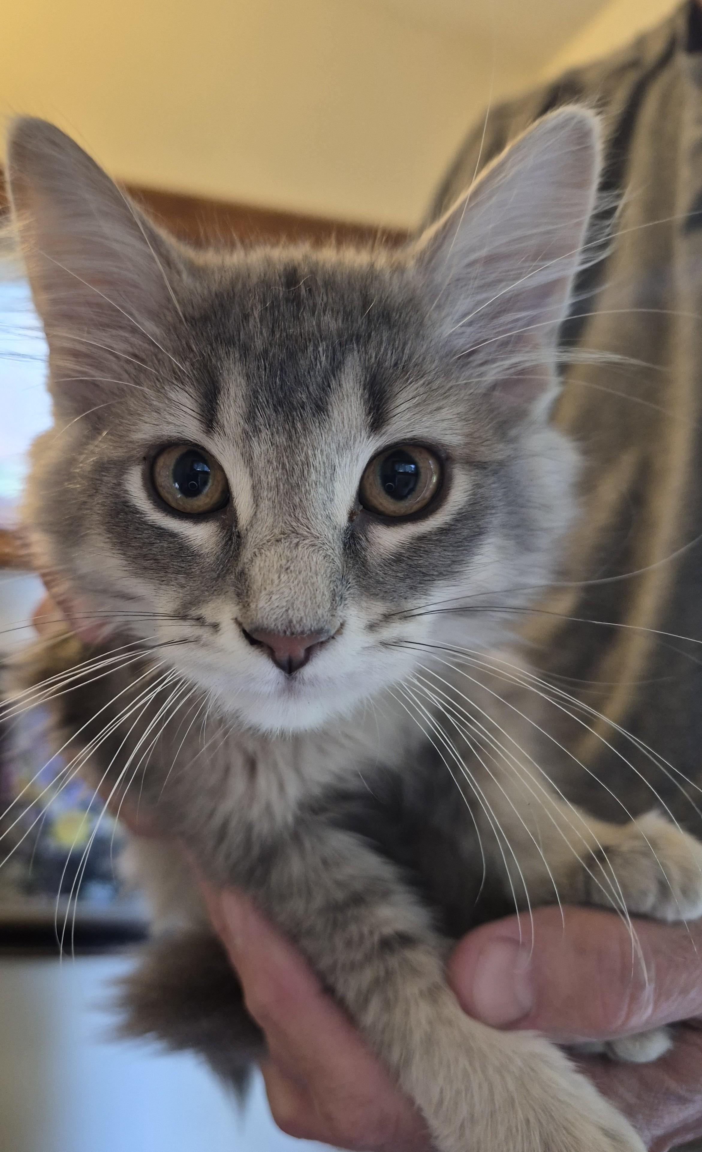 Enlarge No Name Yet 2, an adopted Domestic Long Hair in Richland, MI image 1/1