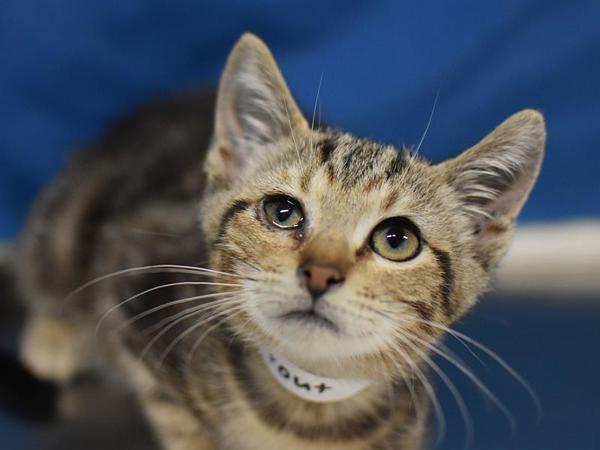 Enlarge Trout, a Adoptable mixed breed in Portland, OR image 1/1