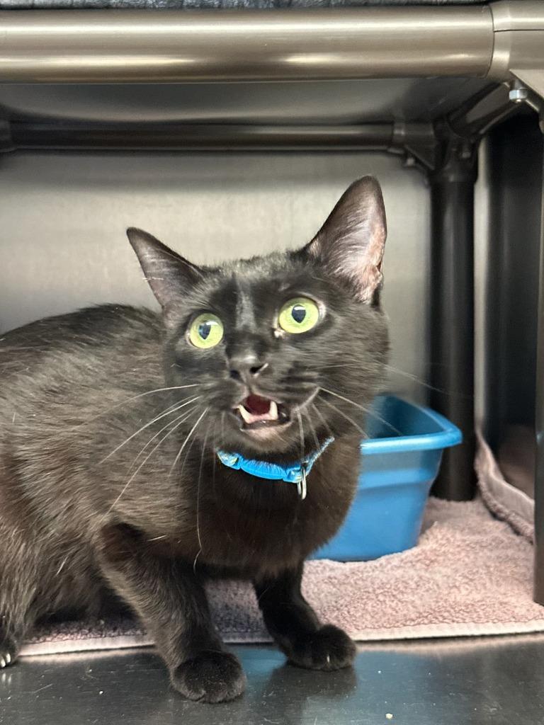 Penelope, Adoptable, Adult Female Domestic Short Hair.