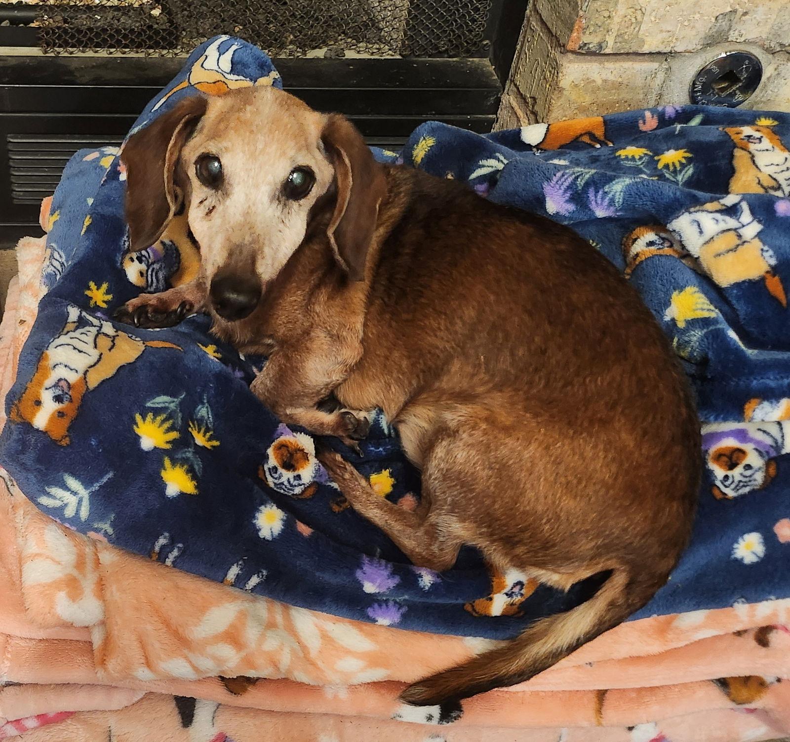 Mr. Grumbles, a Adopted Dachshund in Austin, TX image 1/3