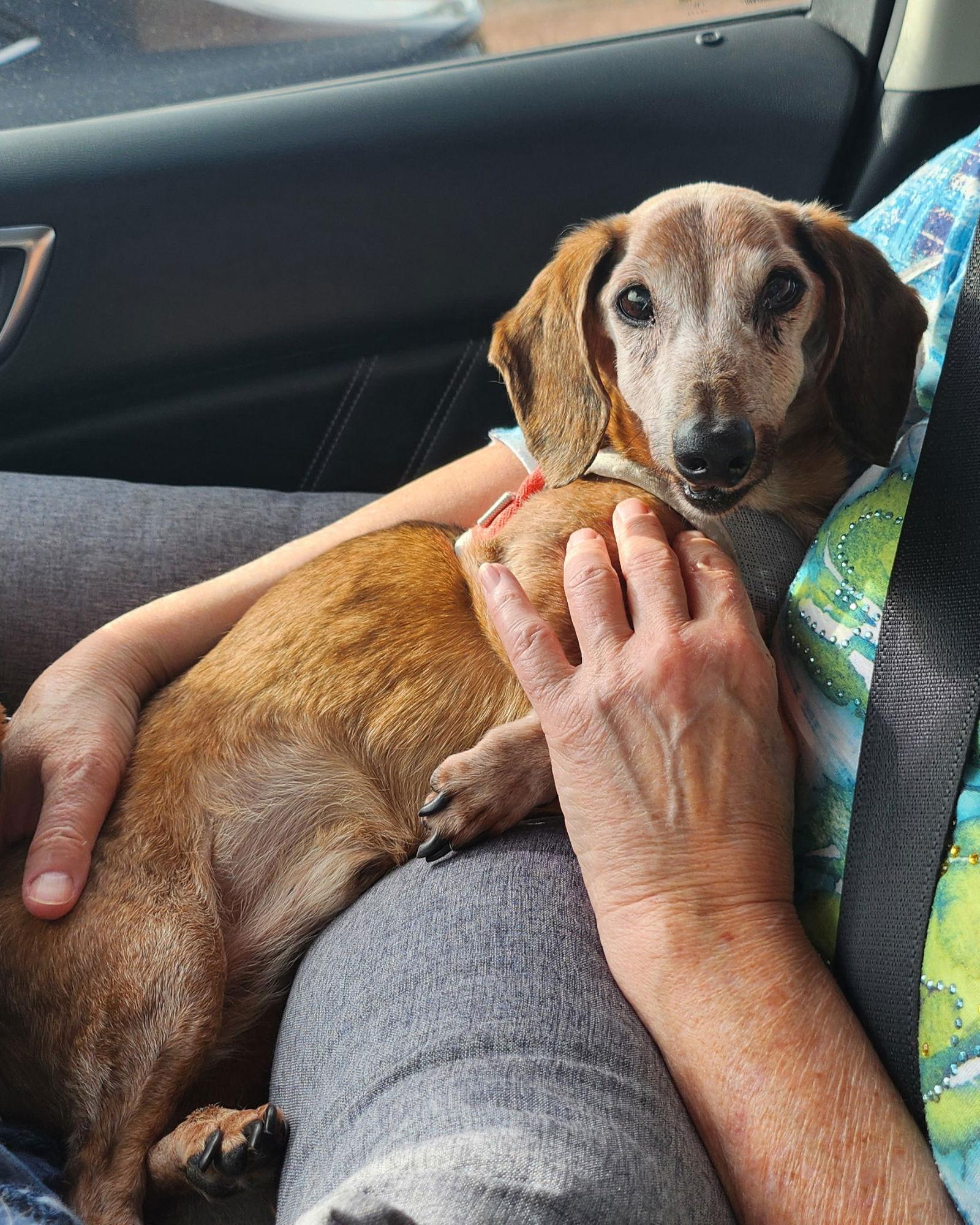 Mr. Grumbles, a Adopted Dachshund in Austin, TX image 2/3