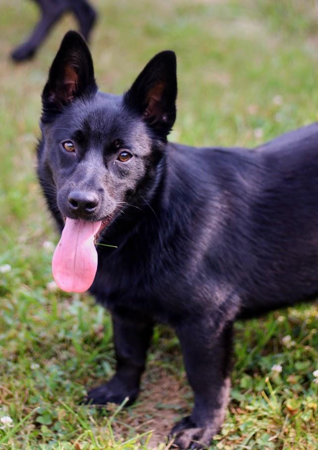 Eden, a Adoptable mixed breed in Battle Creek, MI image 4/5