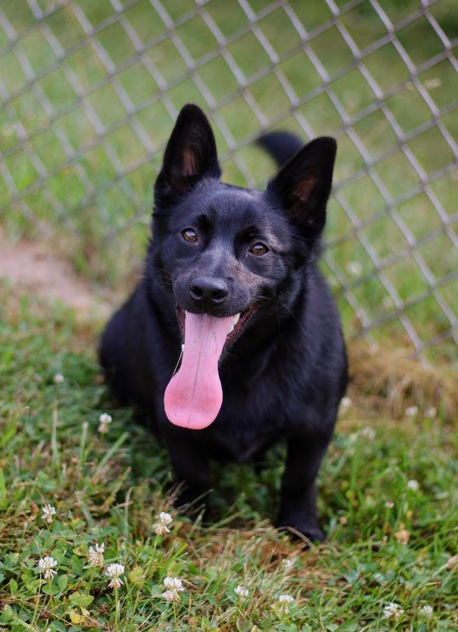 Eden, a Adoptable mixed breed in Battle Creek, MI image 3/5