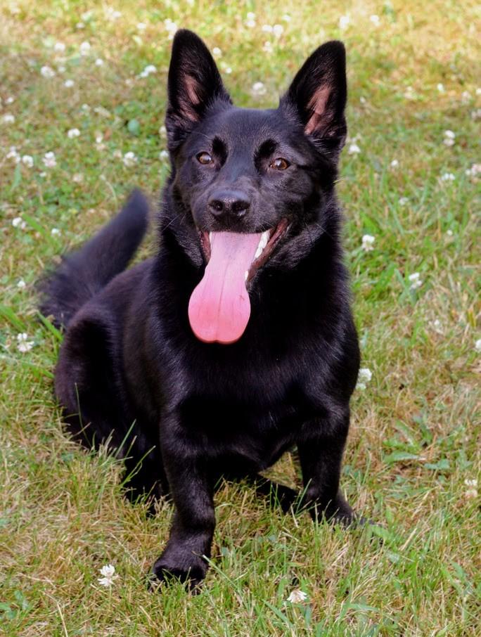 Eden, a Adoptable mixed breed in Battle Creek, MI image 5/5