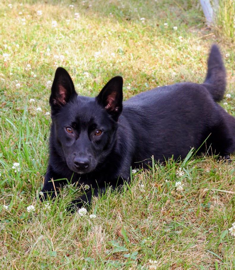 Eden, a Adoptable mixed breed in Battle Creek, MI image 2/5