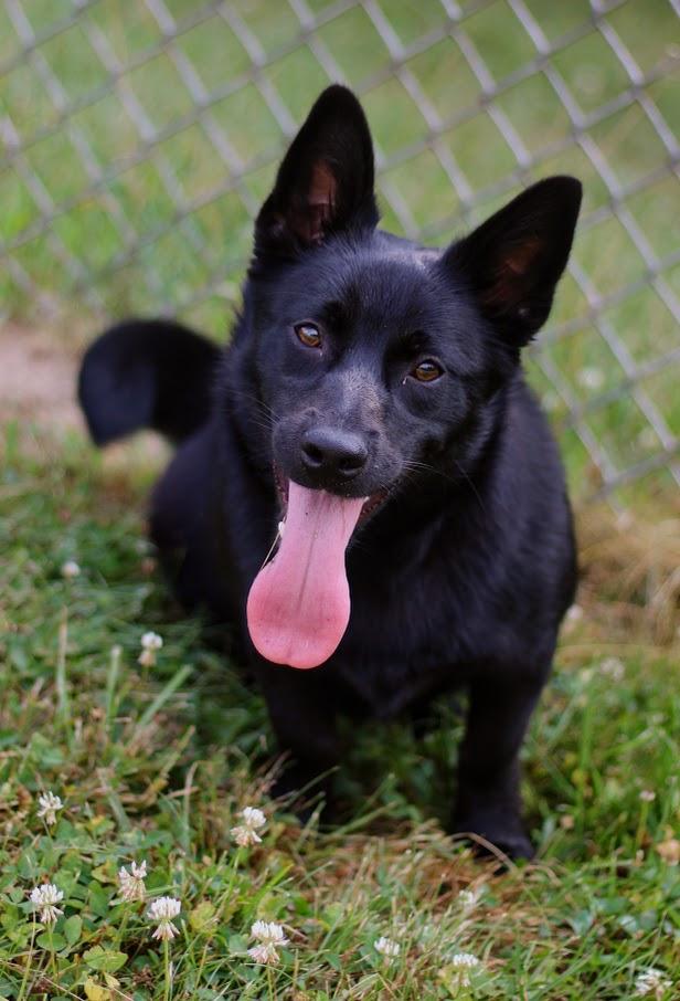 Eden, Adoptable, Puppy Female Corgi & Chiweenie.