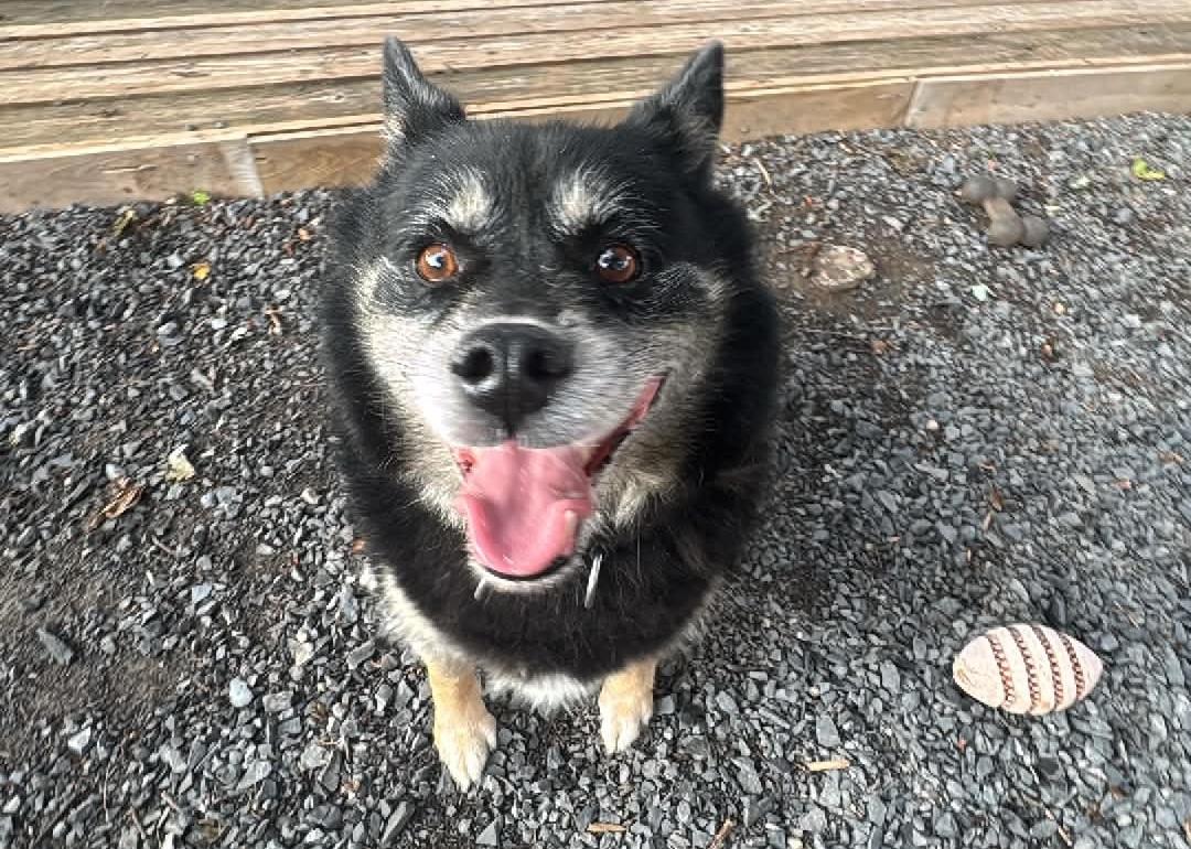Enlarge Kody Biscotti, a ADOPTABLE mixed breed in Pointe-Claire, QC image 2/3