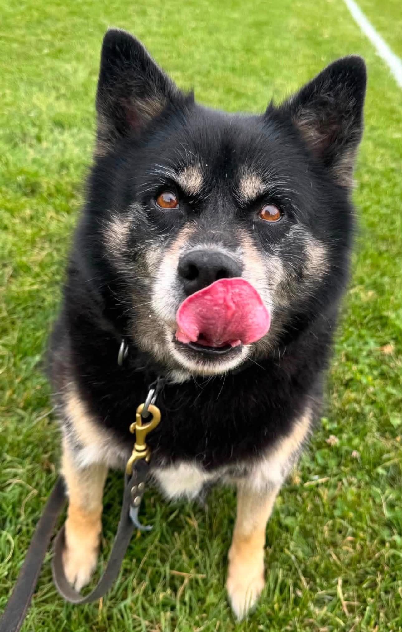 Kody Biscotti, ADOPTABLE, Adult Male Pomsky.
