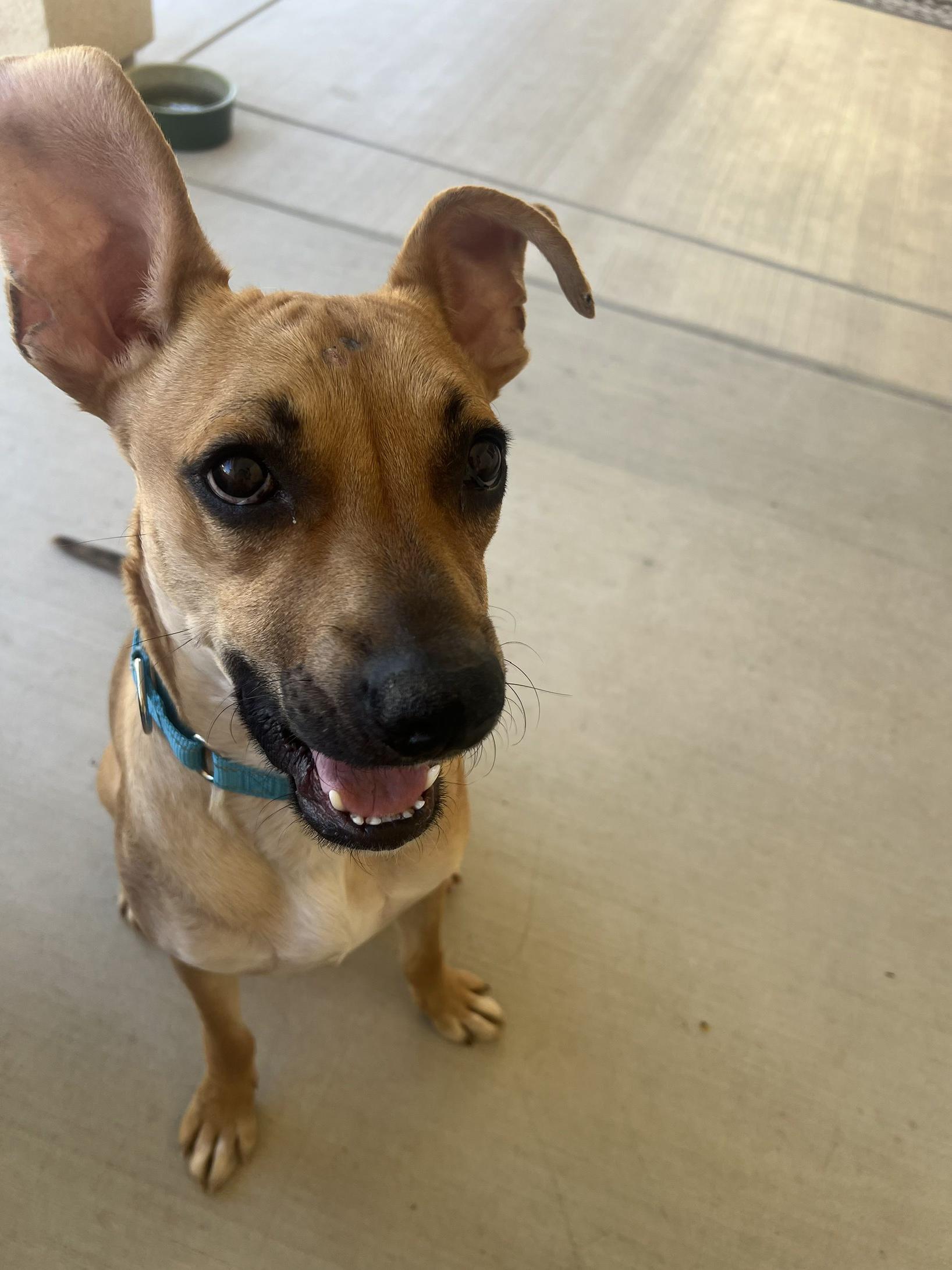 Enlarge Archie, a ADOPTABLE mixed breed in Wildomar, CA image 6/6