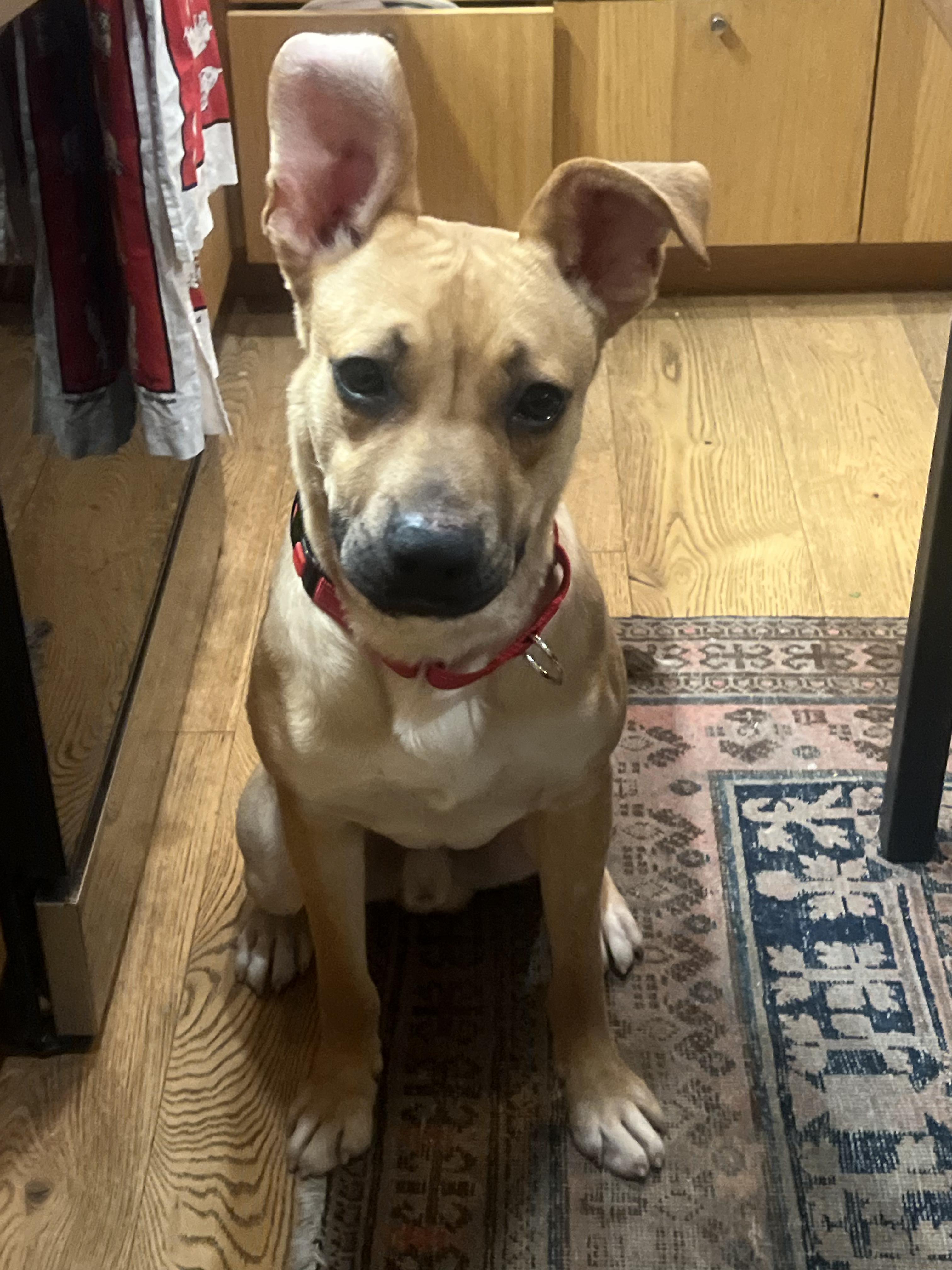 Archie, ADOPTABLE, Puppy Male Carolina Dog & Black Mouth Cur.
