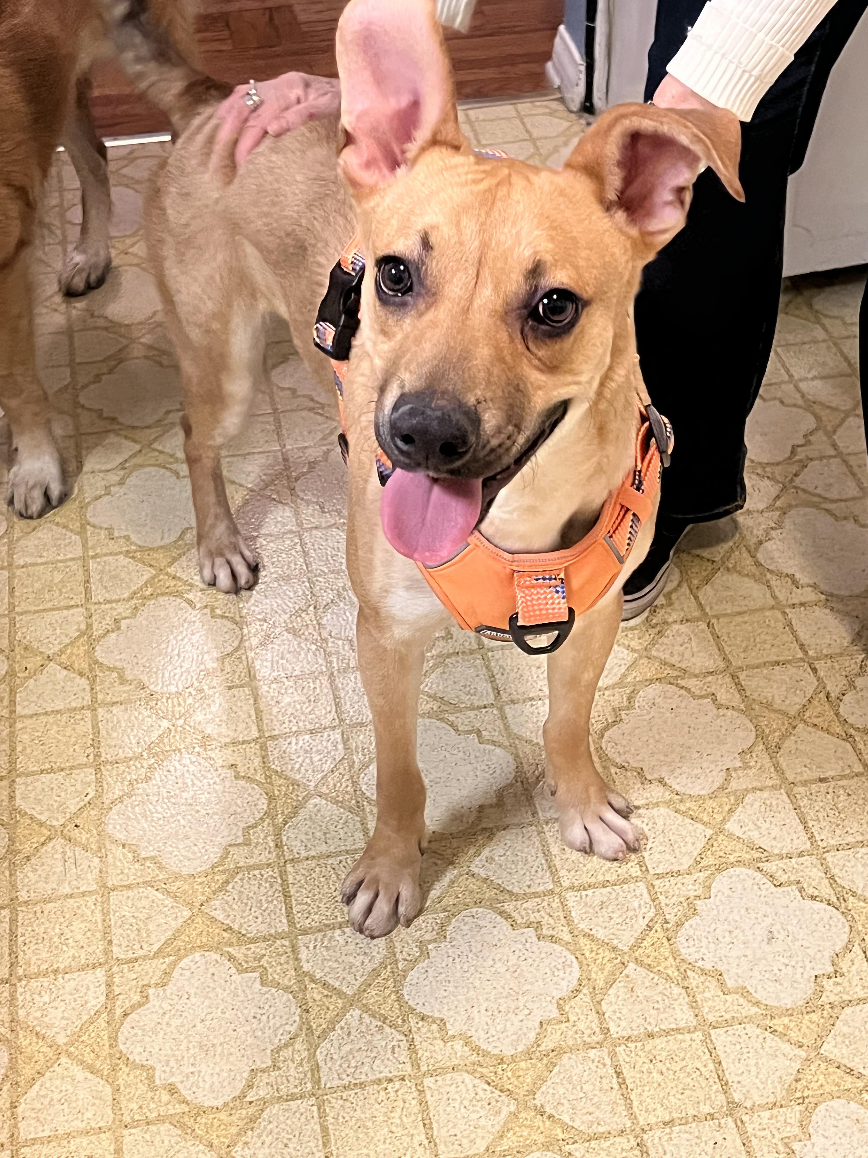 Enlarge Archie, a ADOPTABLE mixed breed in Tarzana, CA image 3/6