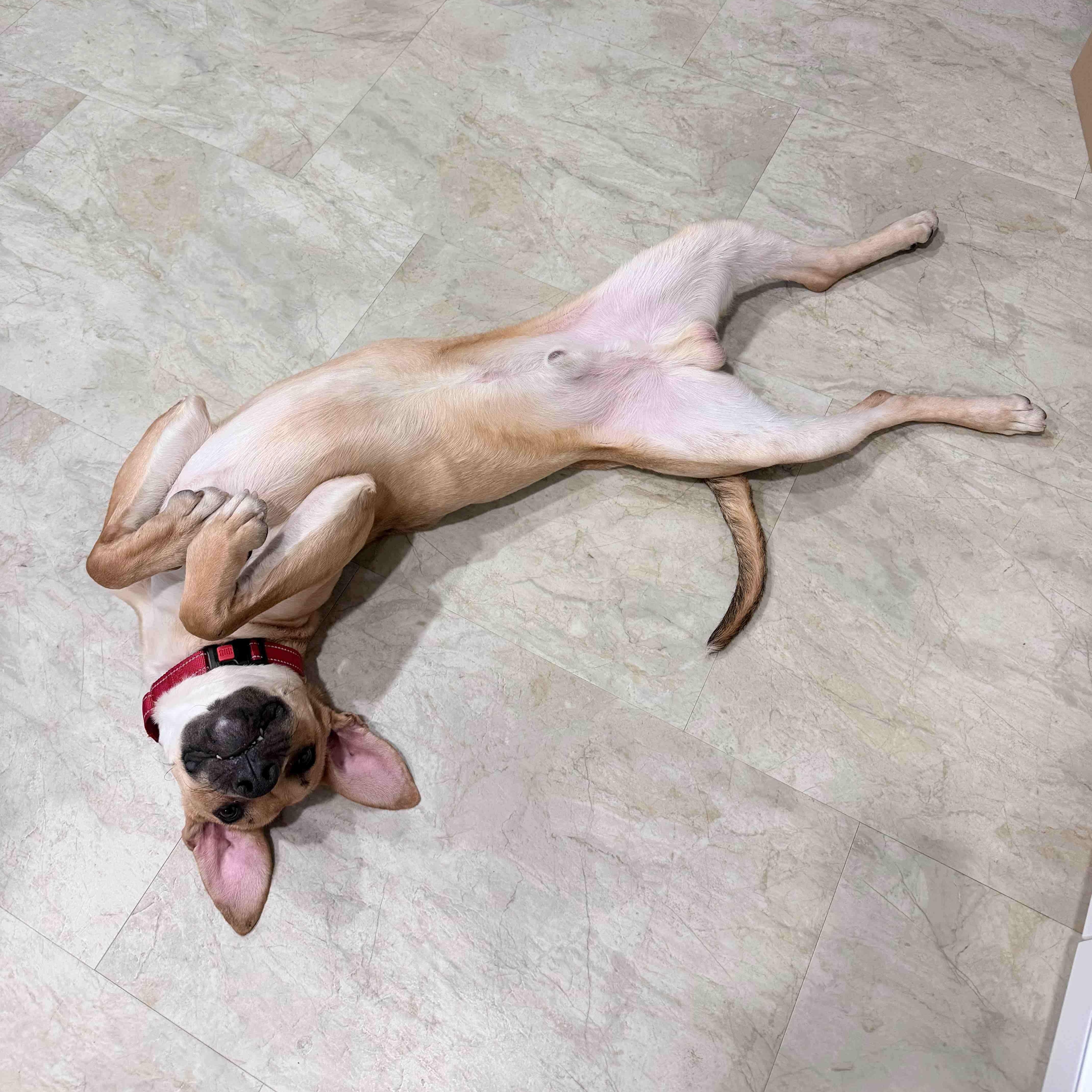 Enlarge Archie, a ADOPTABLE mixed breed in Tarzana, CA image 2/6