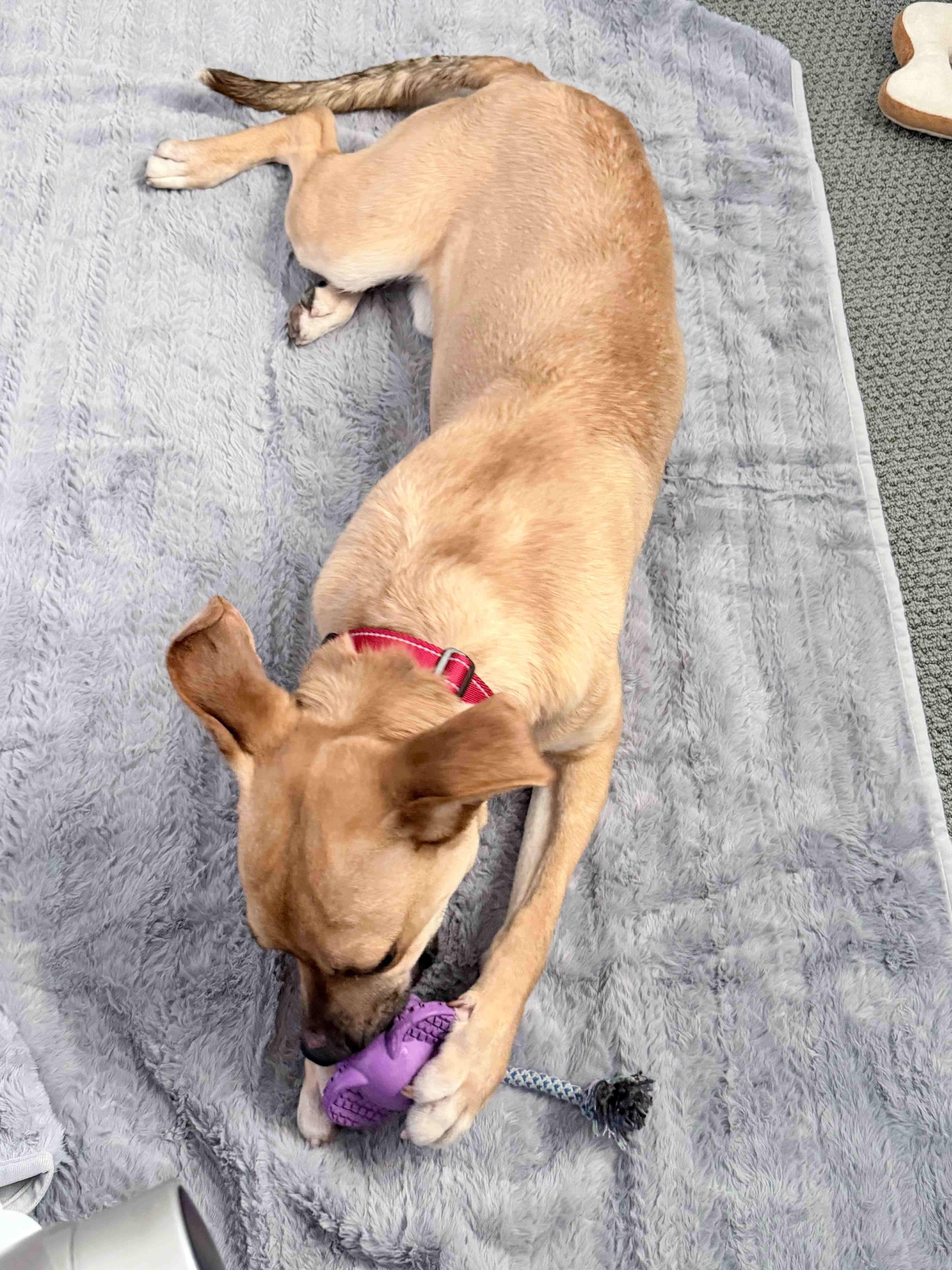 Enlarge Archie, a ADOPTABLE mixed breed in Tarzana, CA image 5/6