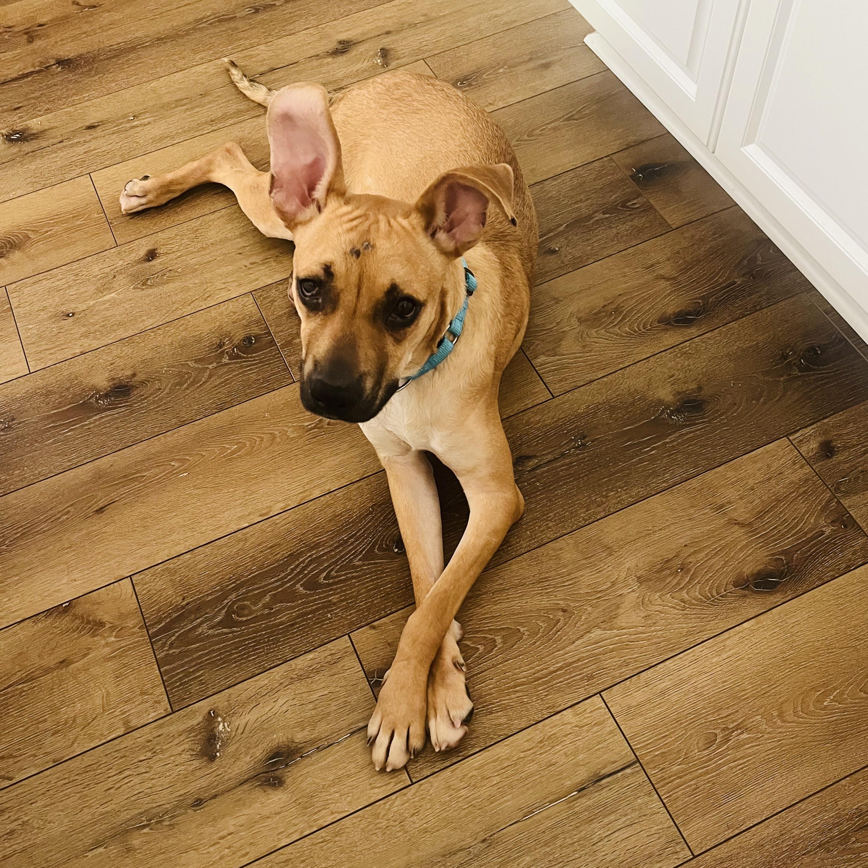 Enlarge Archie, a ADOPTABLE mixed breed in Wildomar, CA image 1/6