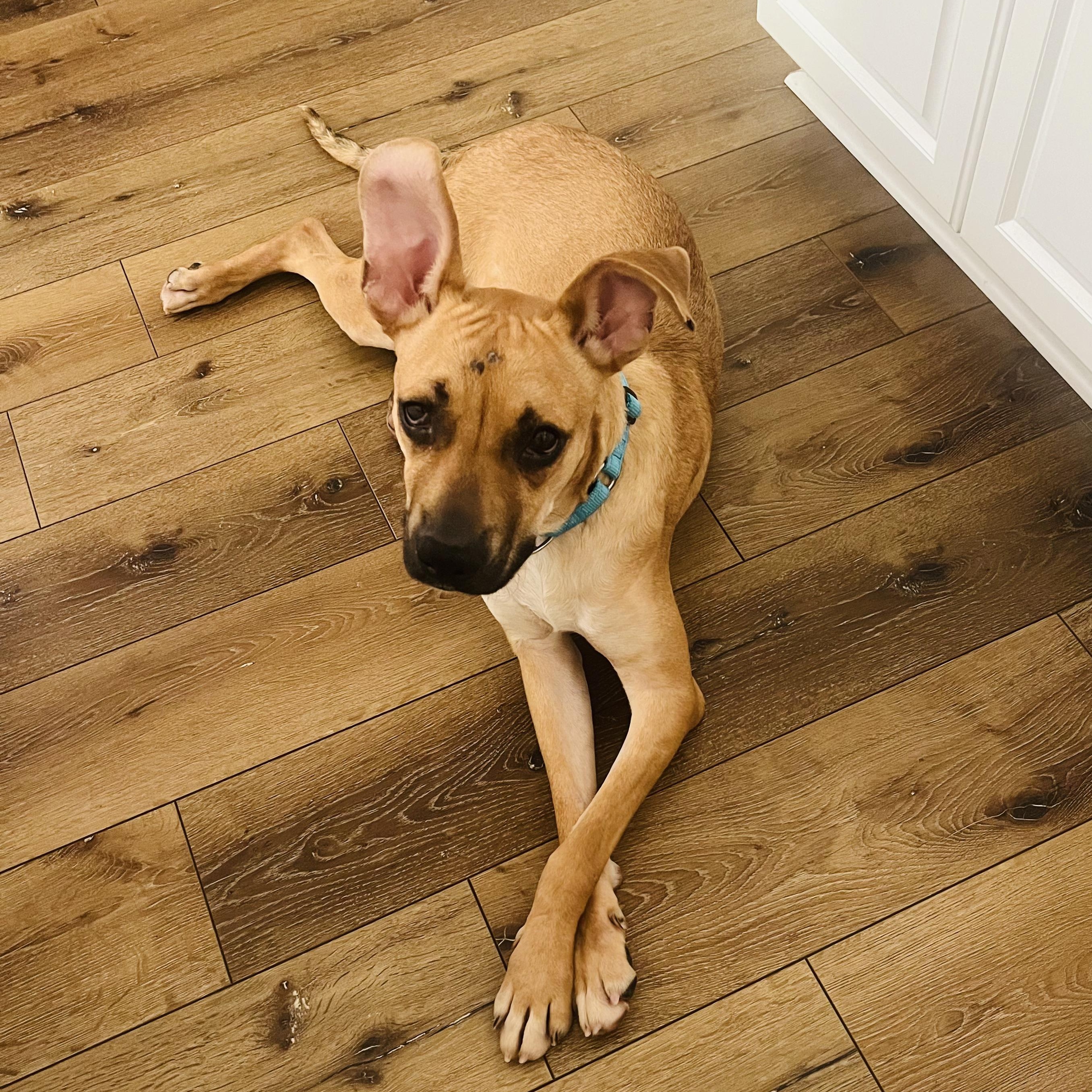 Archie, a ADOPTABLE mixed breed in Wildomar, CA image 1/5