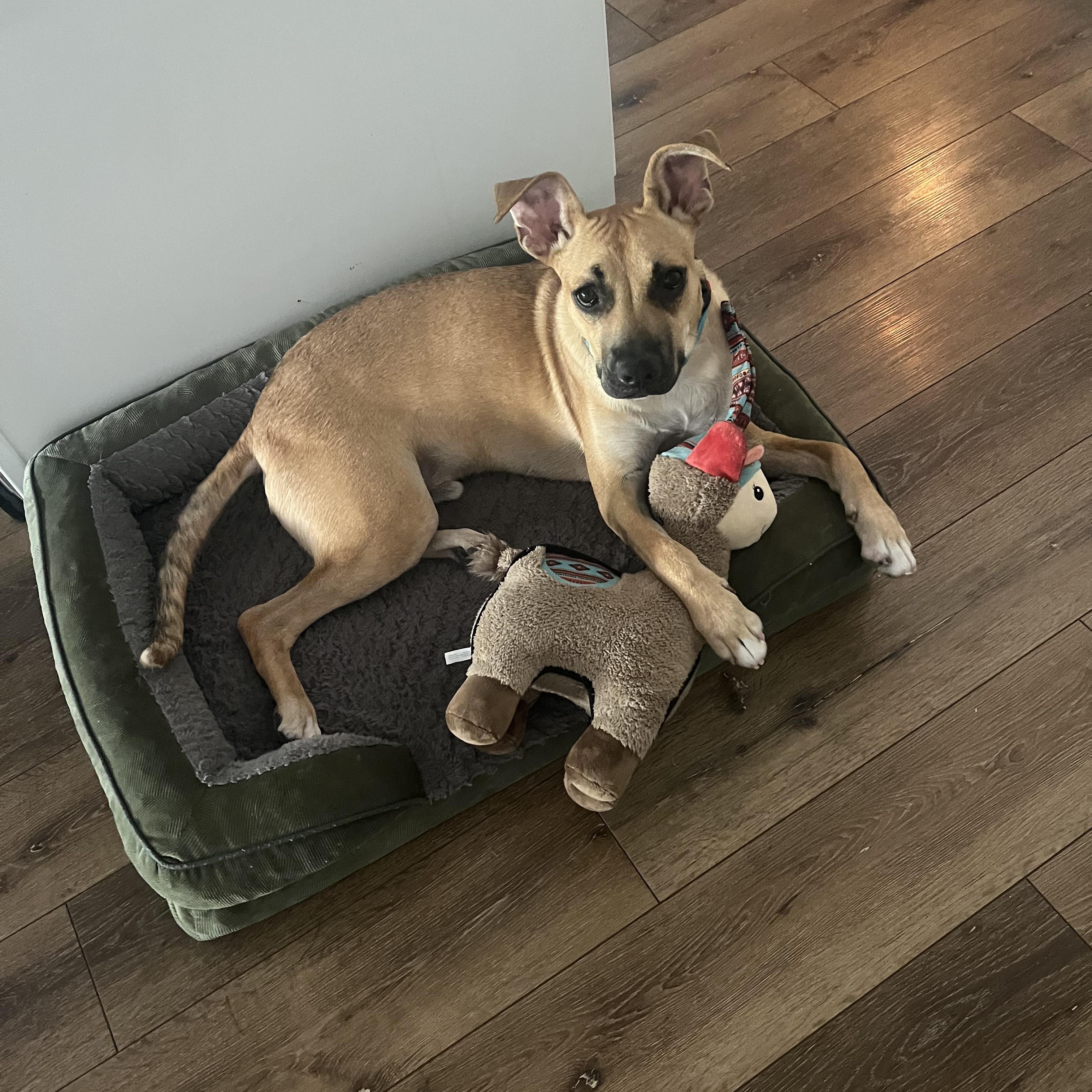 Enlarge Archie, a ADOPTABLE mixed breed in Wildomar, CA image 1/6