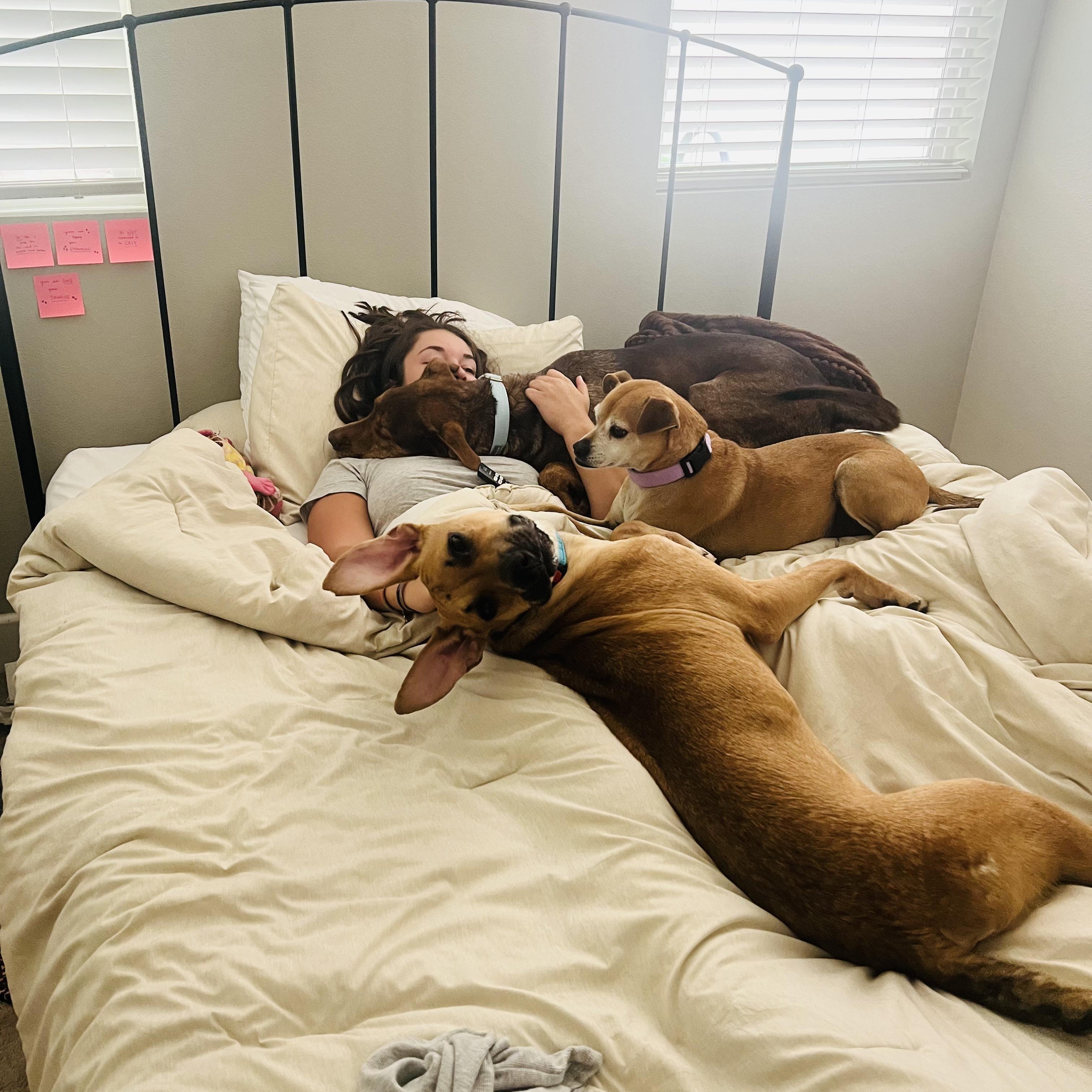 Enlarge Archie, a ADOPTABLE mixed breed in Wildomar, CA image 2/6