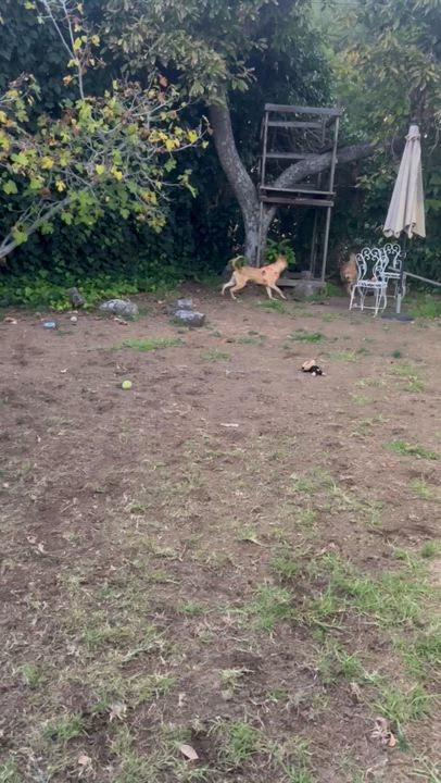 Enlarge Archie, a ADOPTABLE mixed breed in Tarzana, CA video 4/6