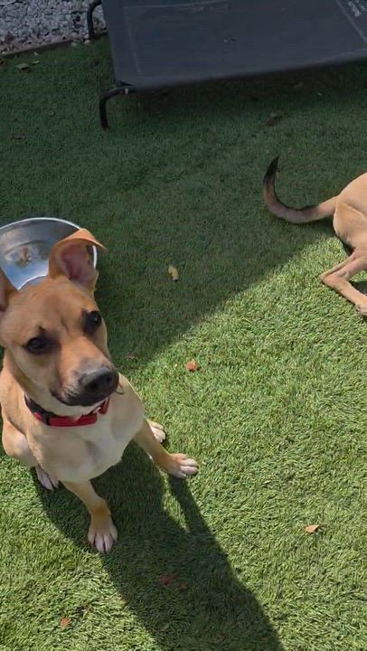 Enlarge Archie, a ADOPTABLE mixed breed in Lake Forest , CA video 4/6