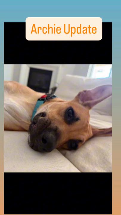 Enlarge Archie, a ADOPTABLE mixed breed in Wildomar, CA video 3/6