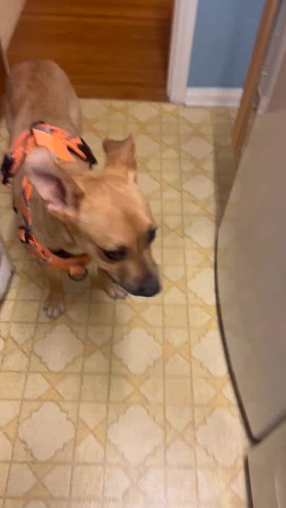 Enlarge Archie, a ADOPTABLE mixed breed in Tarzana, CA video 6/6