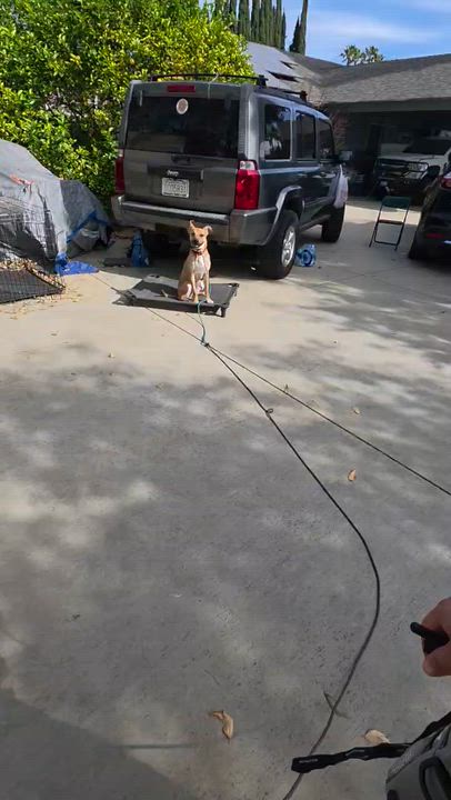 Enlarge Archie, a ADOPTABLE mixed breed in Tarzana, CA video 6/6