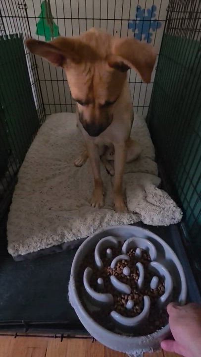 Enlarge Archie, a ADOPTABLE mixed breed in Tarzana, CA video 4/6