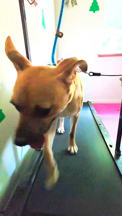 Enlarge Archie, a ADOPTABLE mixed breed in Lake Forest , CA video 6/6