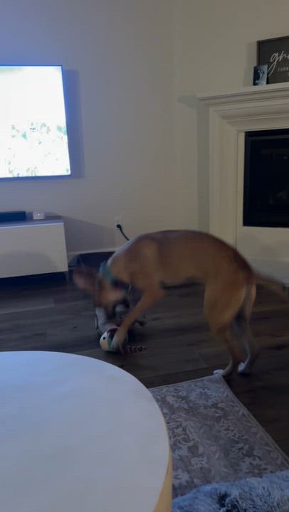 Enlarge Archie, a ADOPTABLE mixed breed in Wildomar, CA video 4/6