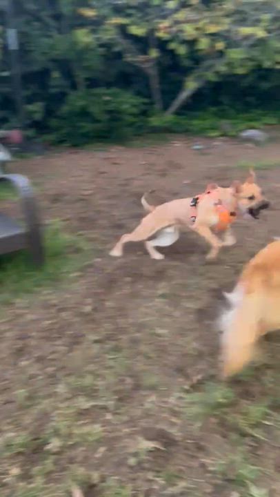 Enlarge Archie, a ADOPTABLE mixed breed in Lake Forest , CA video 5/6