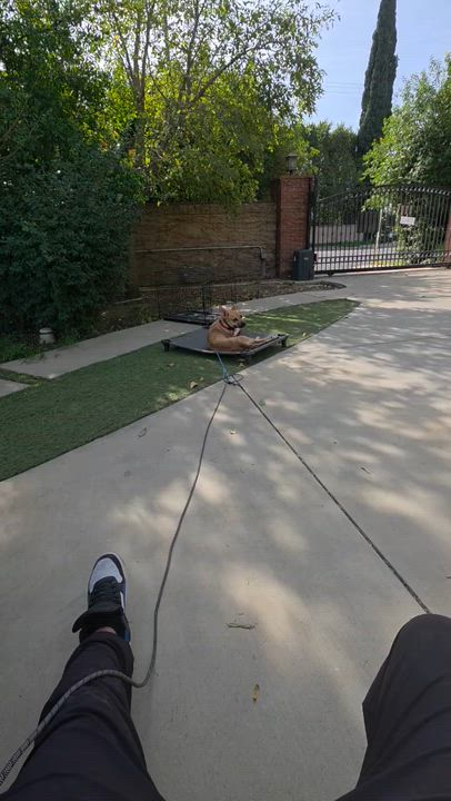 Enlarge Archie, a ADOPTABLE mixed breed in Tarzana, CA video 5/6