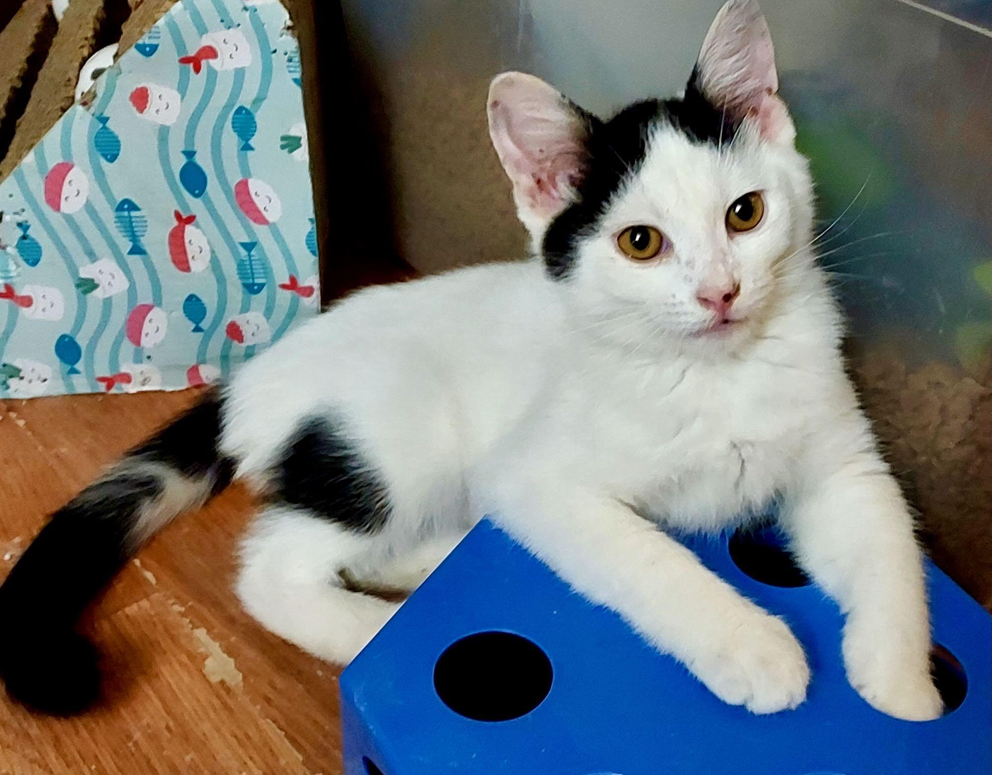 Enlarge George & Gerald, a Adoptable Domestic Short Hair in Seattle, WA image 2/5