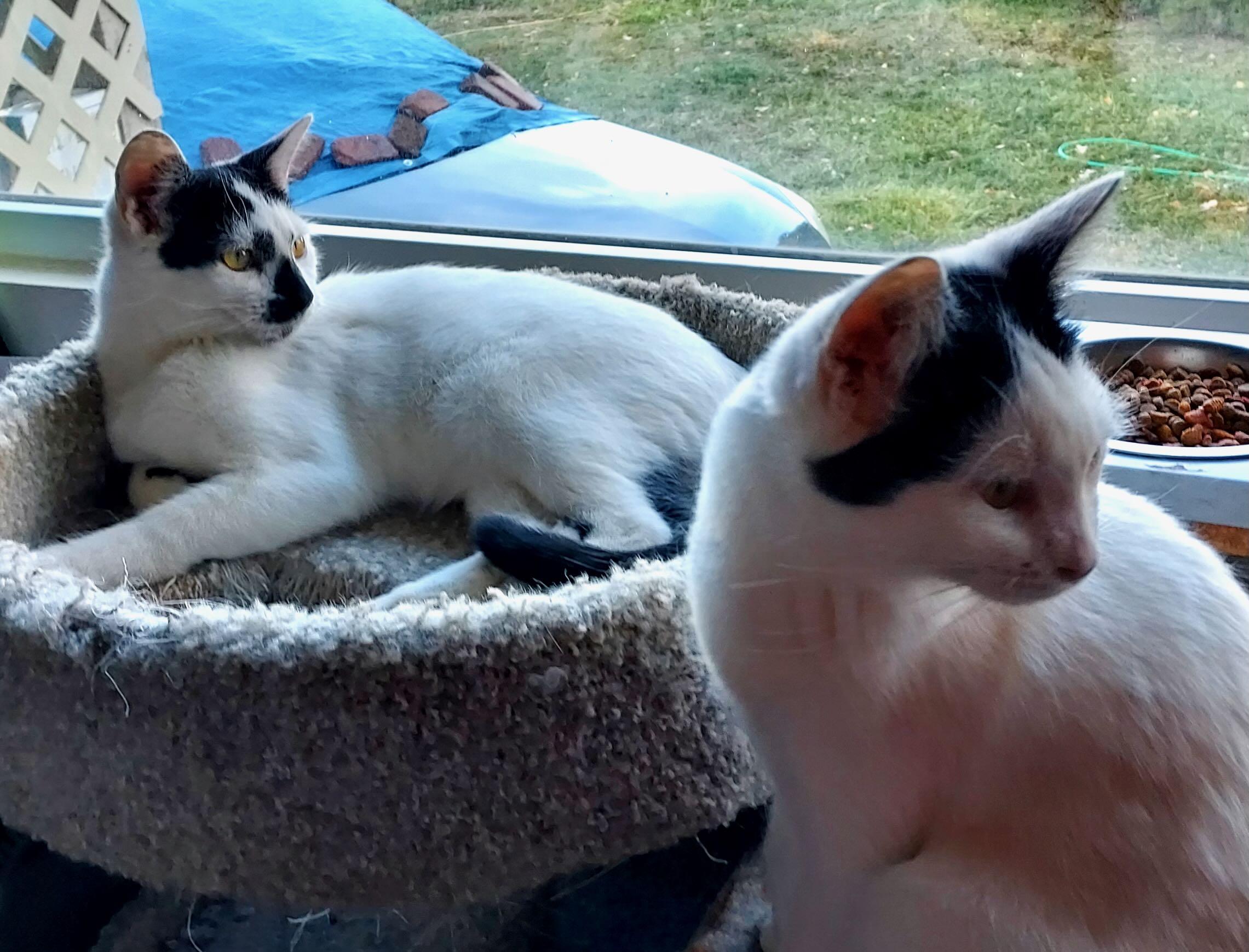 Enlarge George & Gerald, a Adoptable Domestic Short Hair in Seattle, WA image 2/6