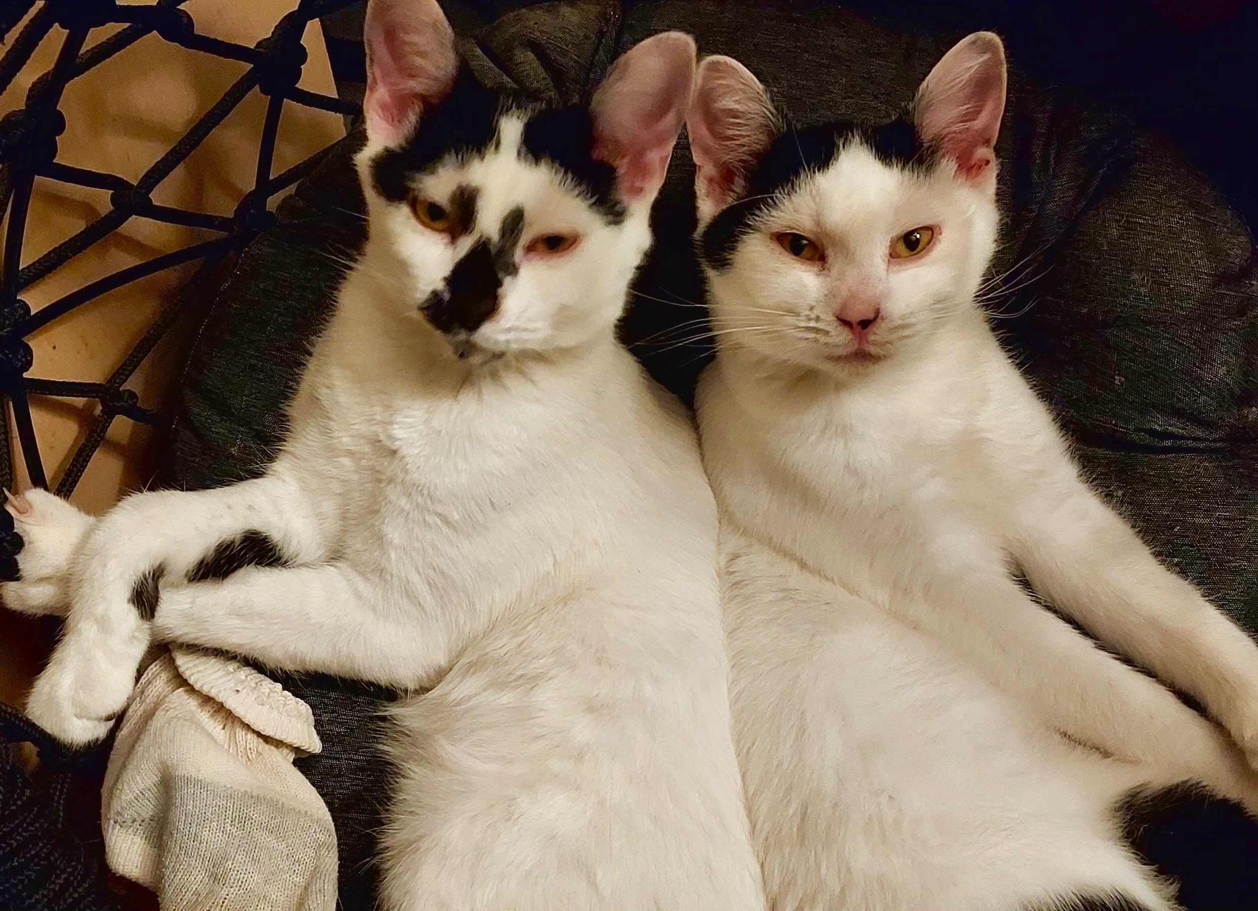 George & Gerald, Adoptable, Kitten Male Domestic Short Hair.