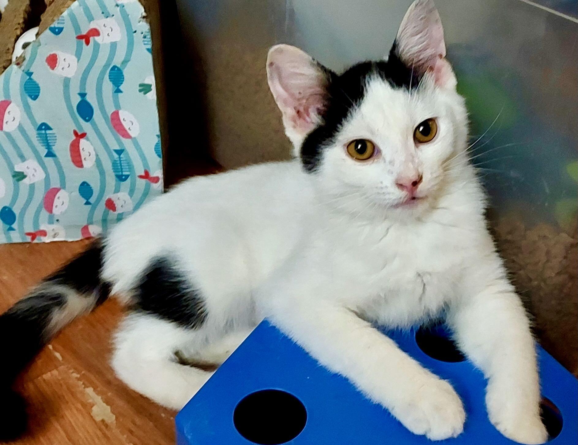 Enlarge George & Gerald, a Adoptable Domestic Short Hair in Seattle, WA image 4/6