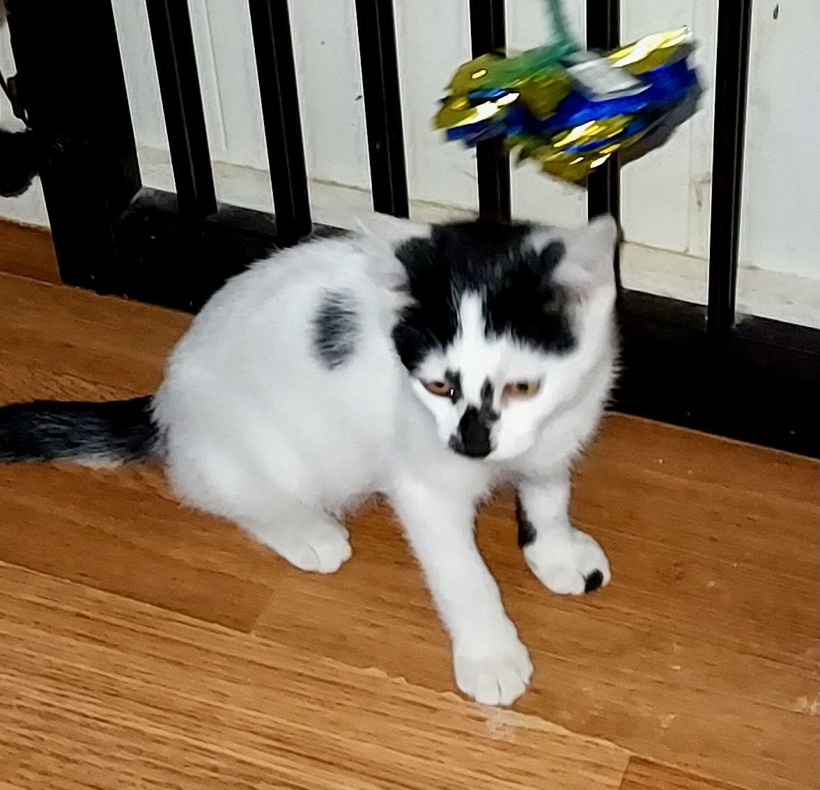 Enlarge George & Gerald, a Adoptable Domestic Short Hair in Seattle, WA image 5/5