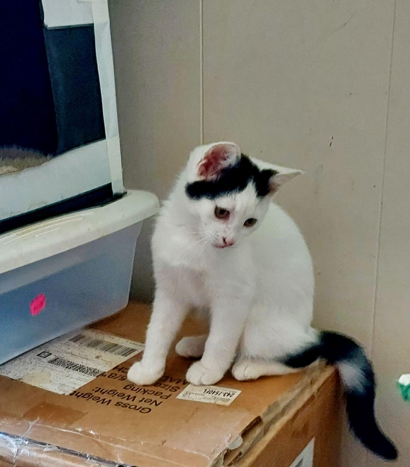 Enlarge George & Gerald, a Adoptable Domestic Short Hair in Seattle, WA image 4/5