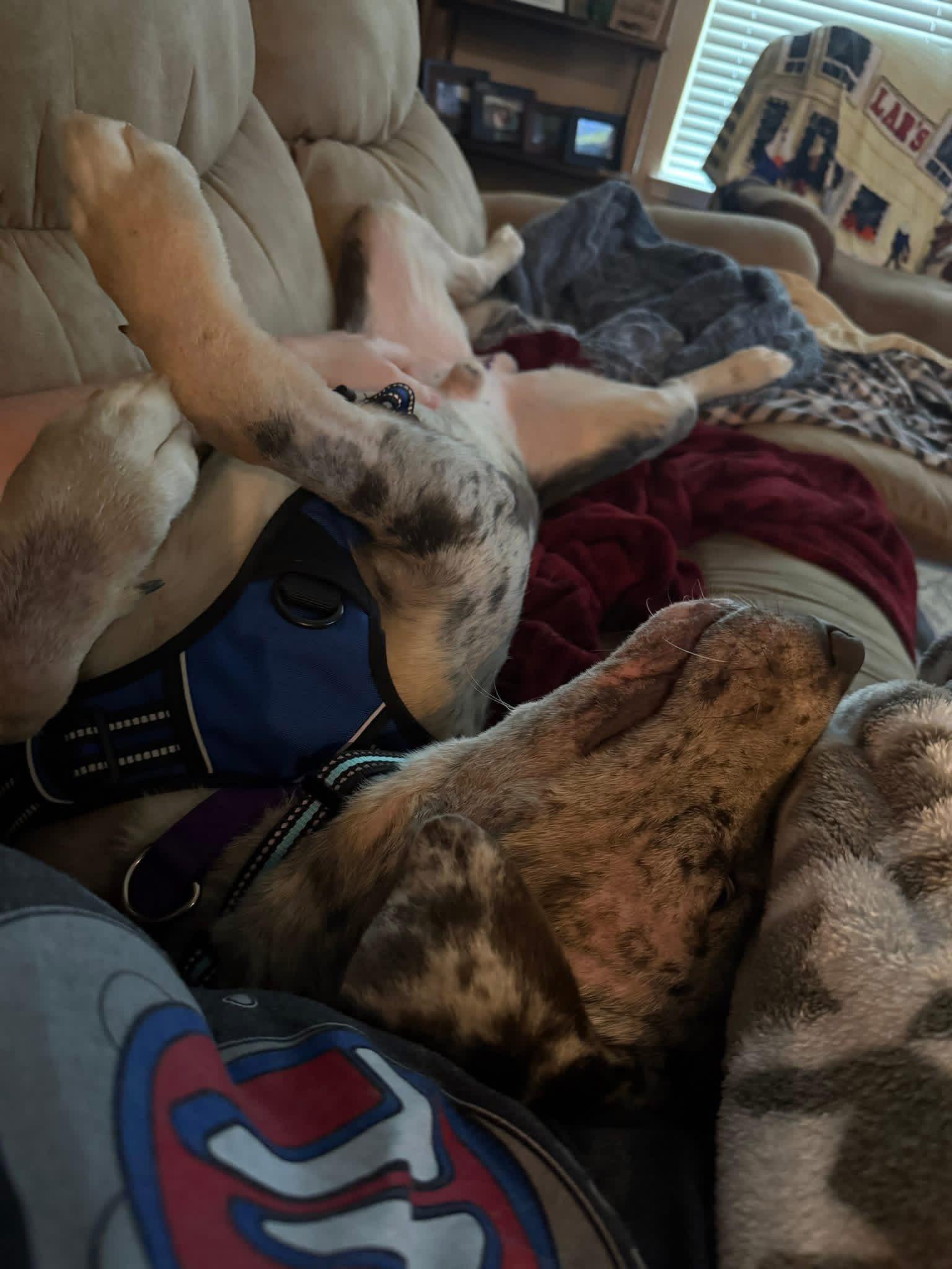Awesome Tex, a ADOPTABLE mixed breed in Richmond, TX image 3/6