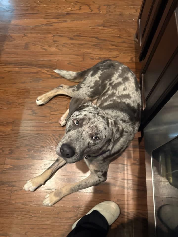 Awesome Tex, a ADOPTABLE mixed breed in Richmond, TX image 4/6