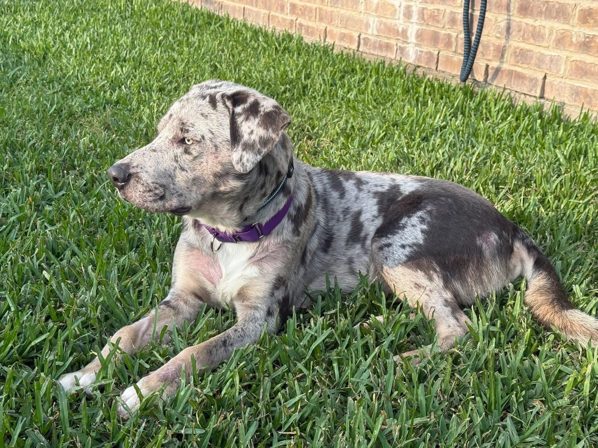 Awesome Tex, a ADOPTABLE mixed breed in Richmond, TX image 5/6
