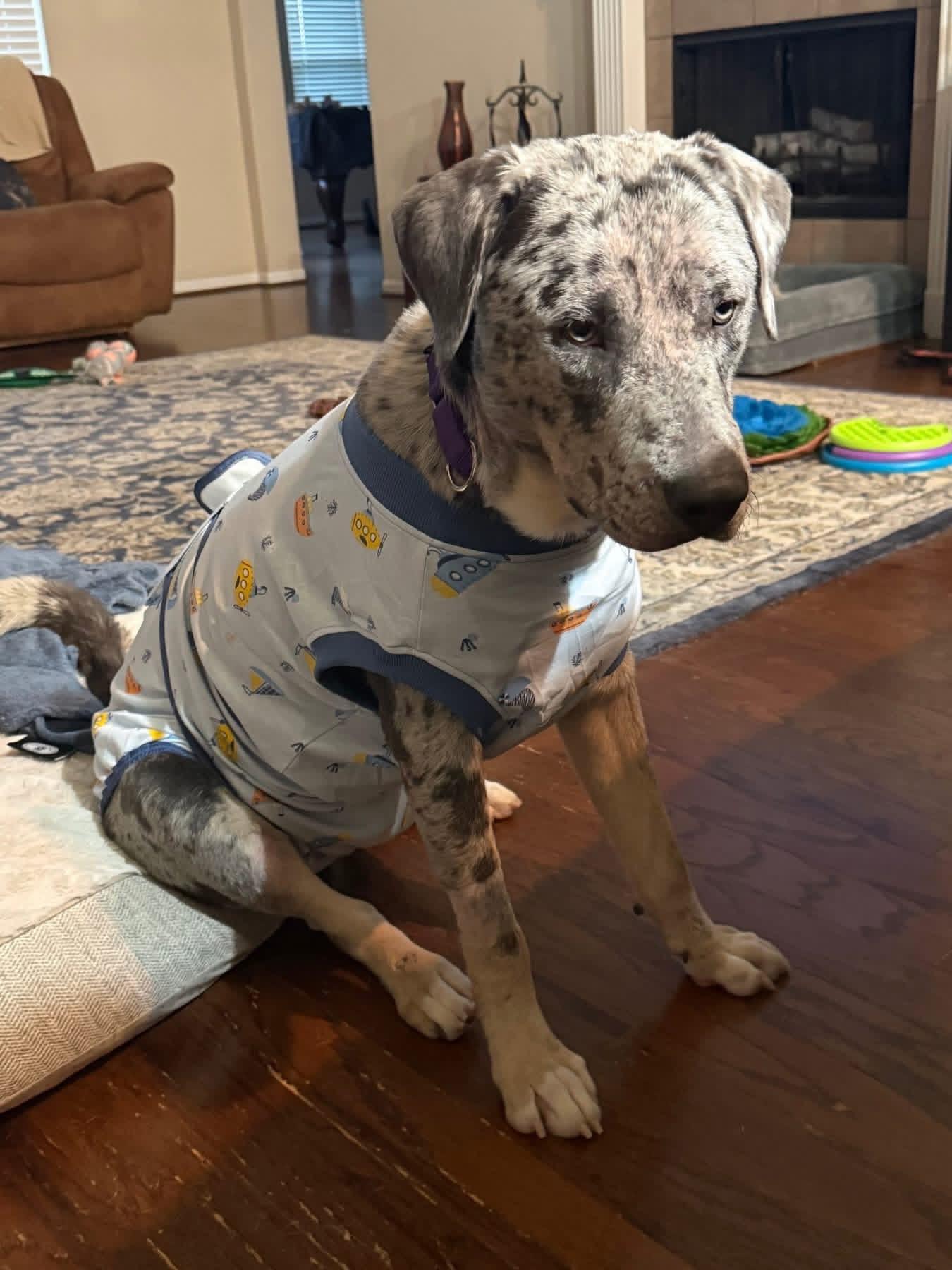 Awesome Tex, a ADOPTABLE mixed breed in Richmond, TX image 6/6