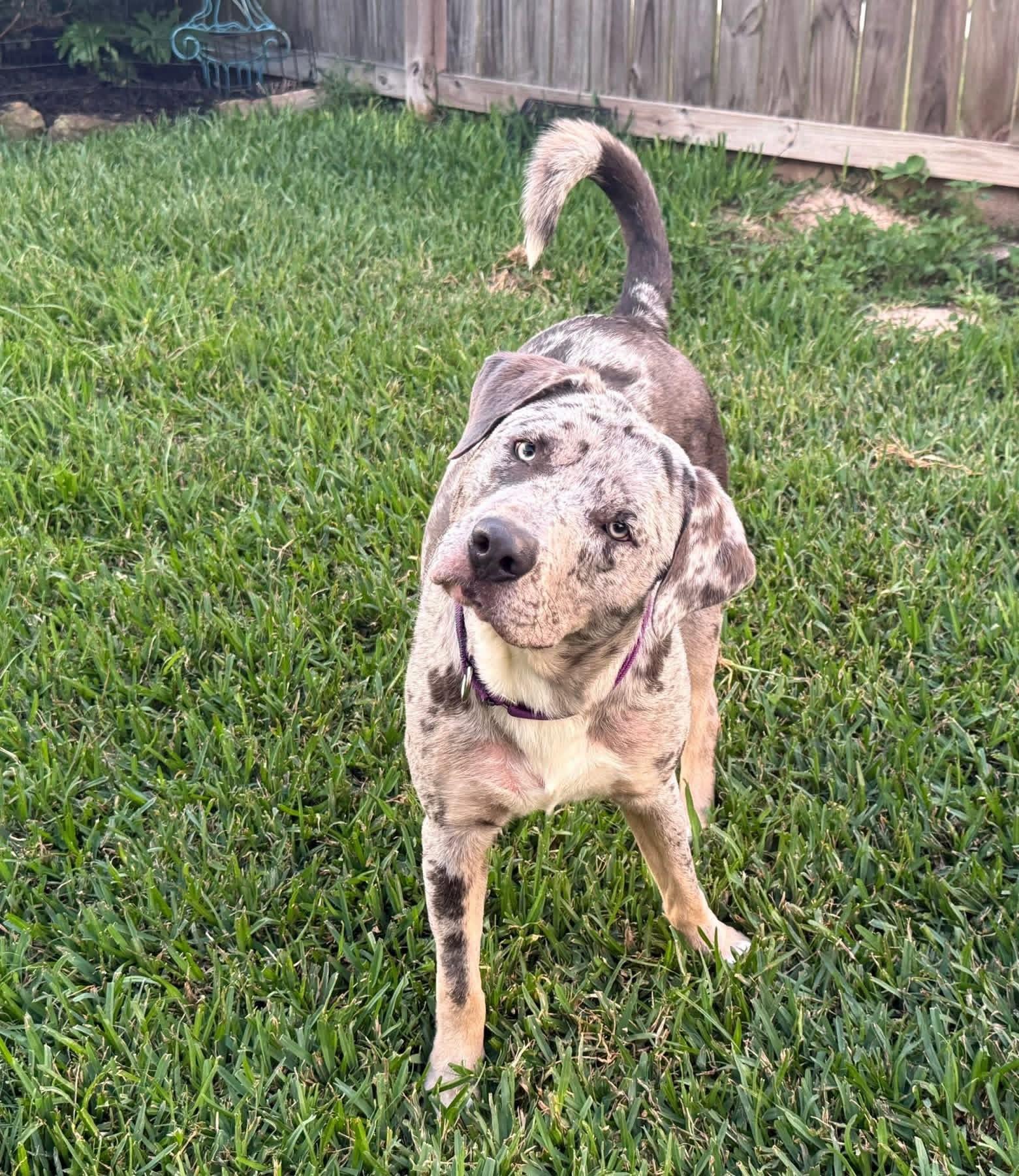 Awesome Tex, a ADOPTABLE mixed breed in Richmond, TX image 2/6