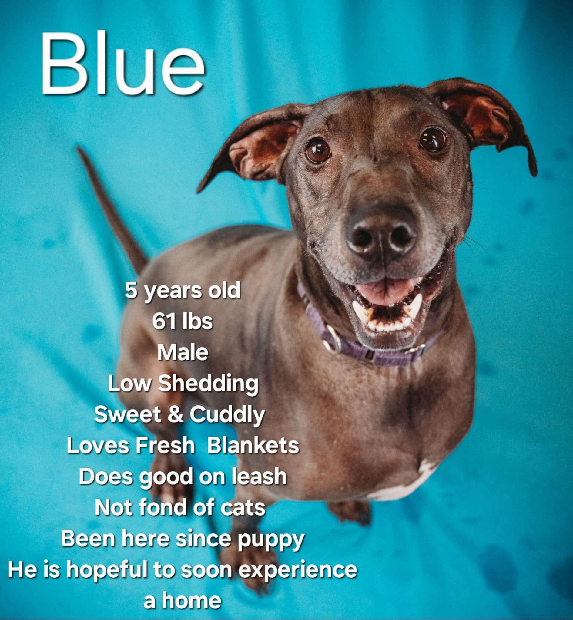 Enlarge Blue, a Adoptable mixed breed in Ashland, KY image 1/1