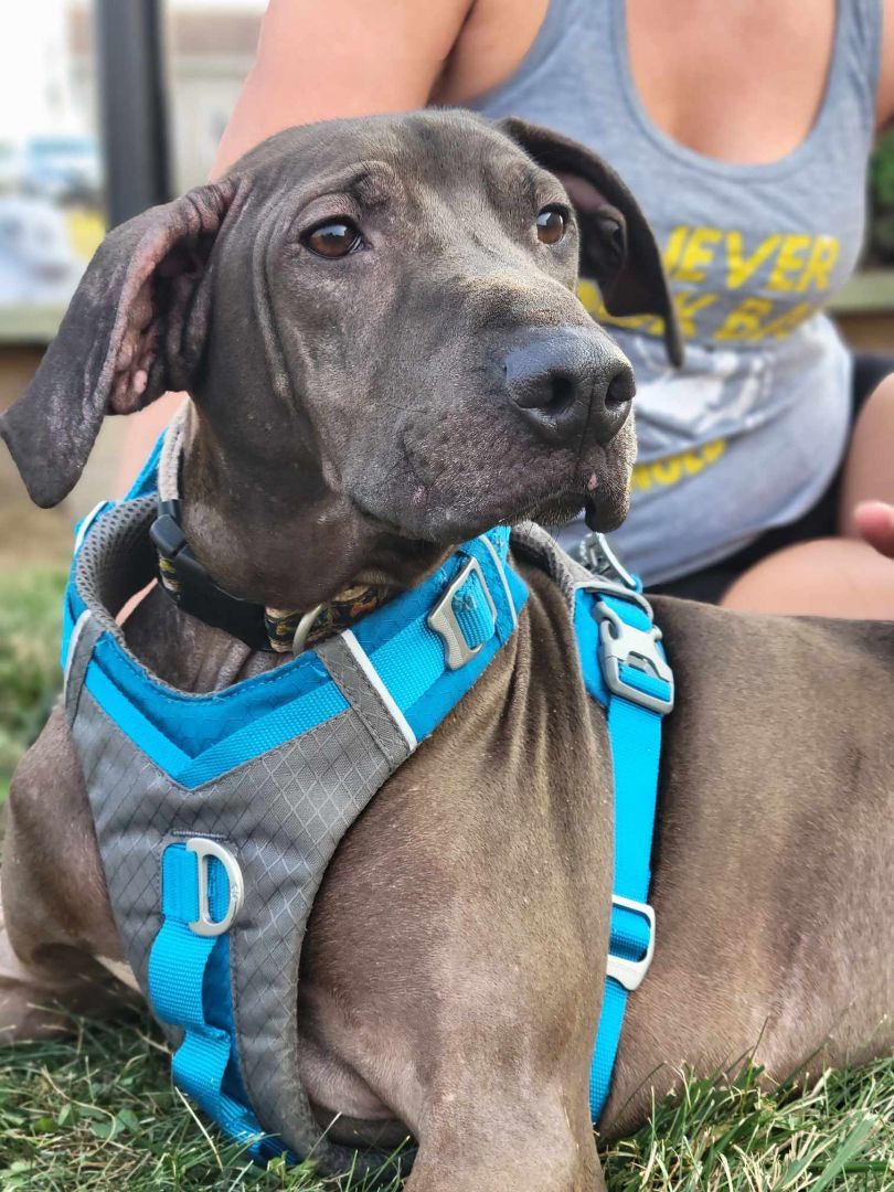 Blue, an adoptable American Staffordshire Terrier & Labrador Retriever Mix in Ashland, KY_image-1