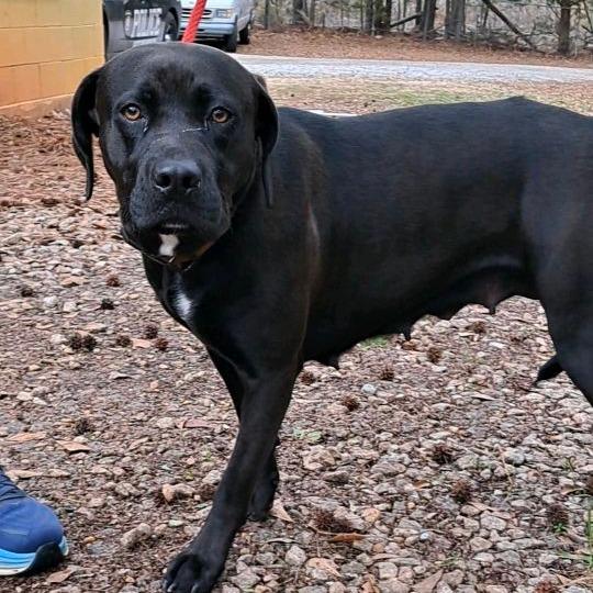 Nadine, Adoptable, Adult Female Black Labrador Retriever & Mixed Breed.