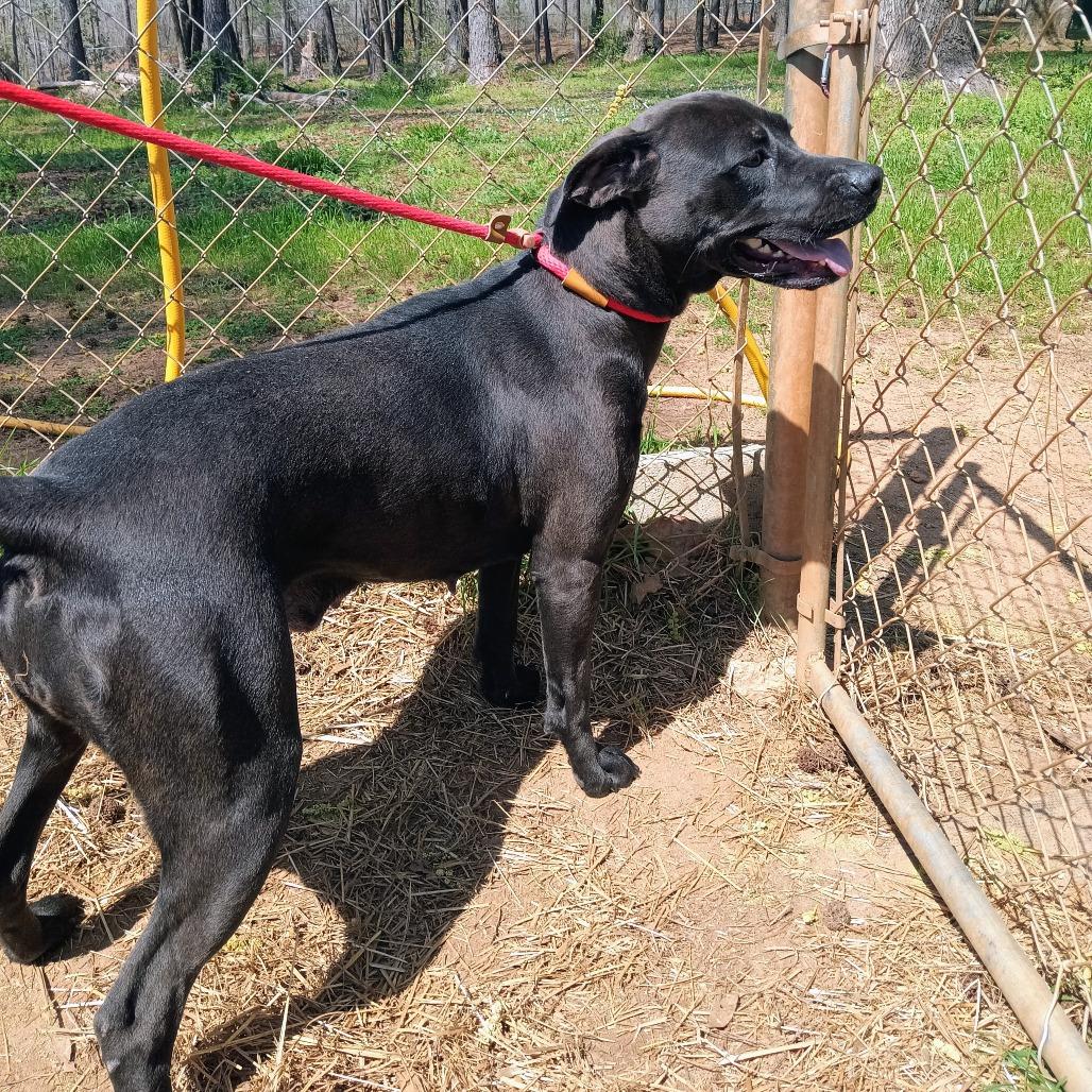 Enlarge Nadine, a Adoptable mixed breed in Valley, AL image 2/6
