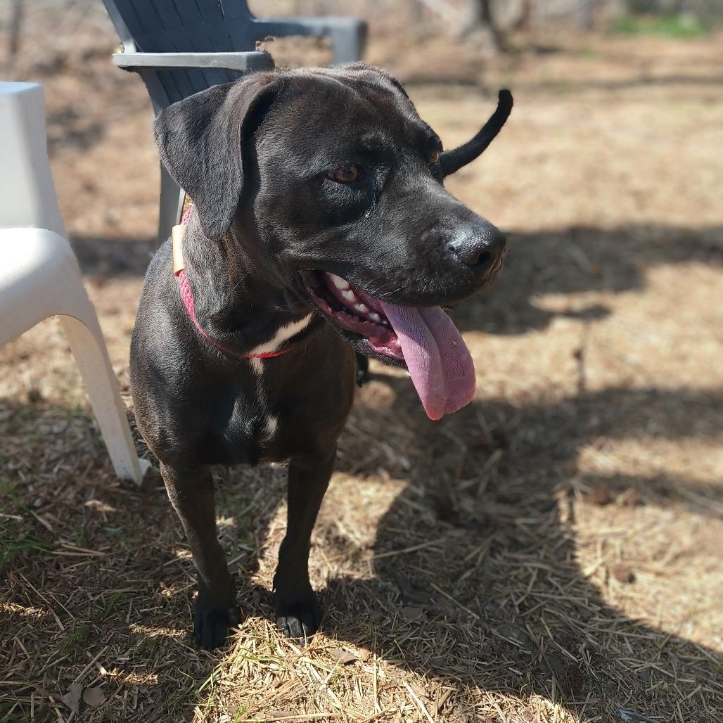 Enlarge Nadine, a Adoptable mixed breed in Valley, AL image 3/6